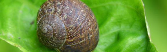 org:/banners product categories/bestrijdingsheader.jpg